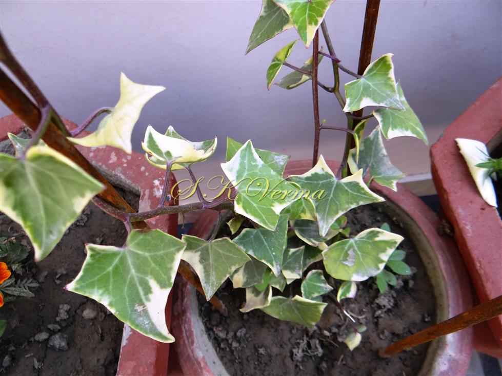  Leaves